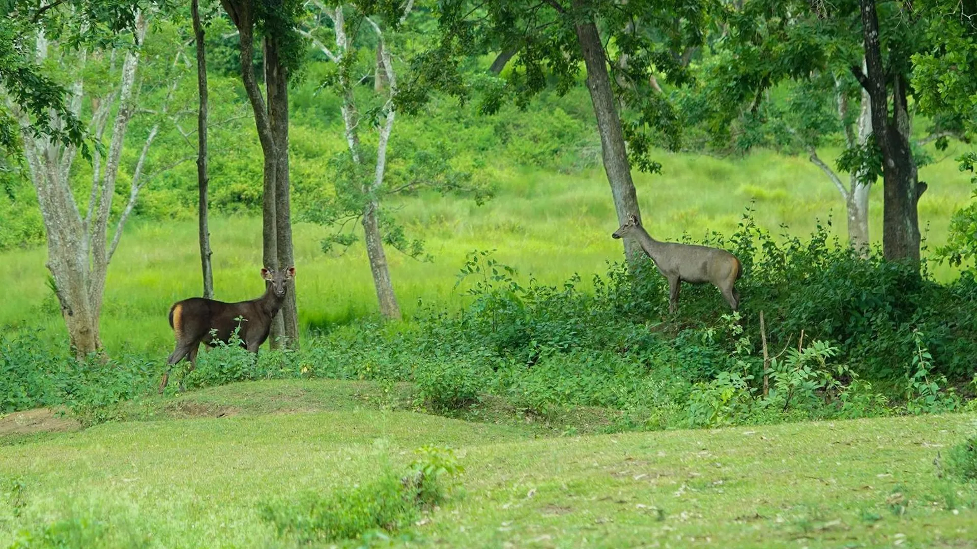 Kuruva Island Resort And Spa - By Kabini Breeze, Wayanad Mananthavadi Szálloda