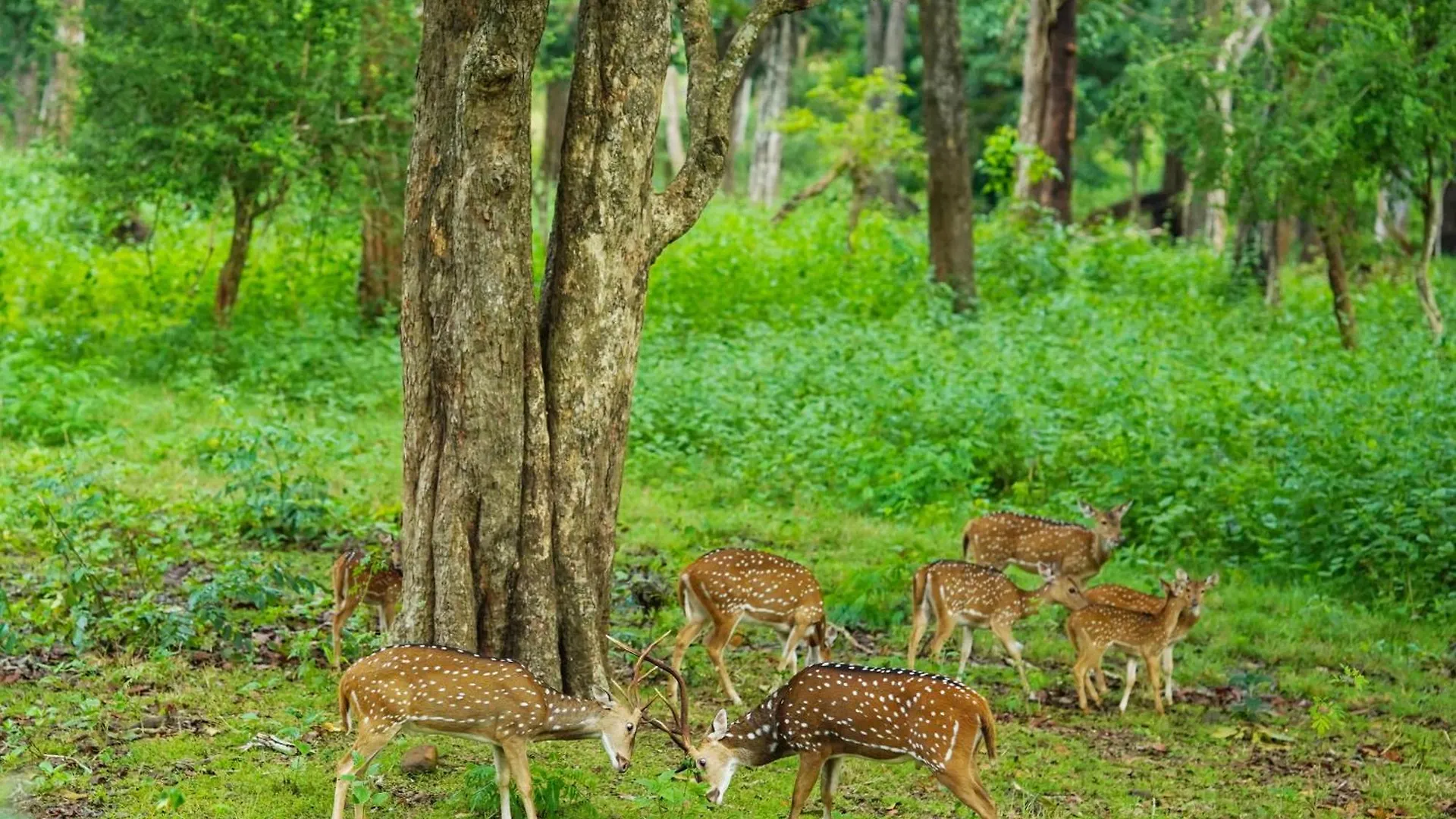 Ξενοδοχείο Kuruva Island Resort And Spa - By Kabini Breeze, Wayanad Mananthavady